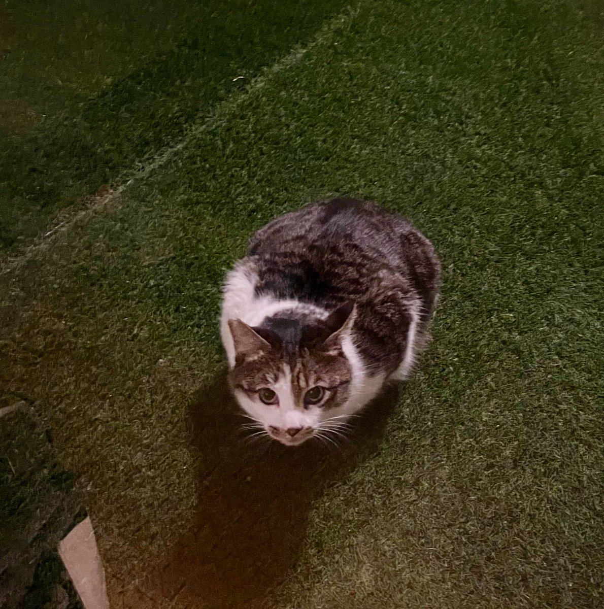 猫教授 tweet media