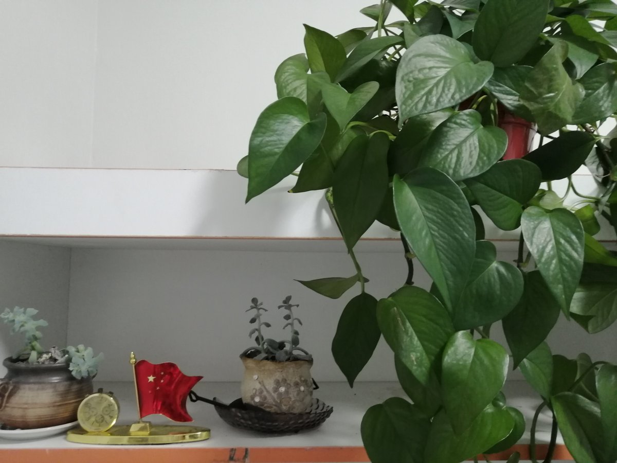 AlinochkaKuka tweet media