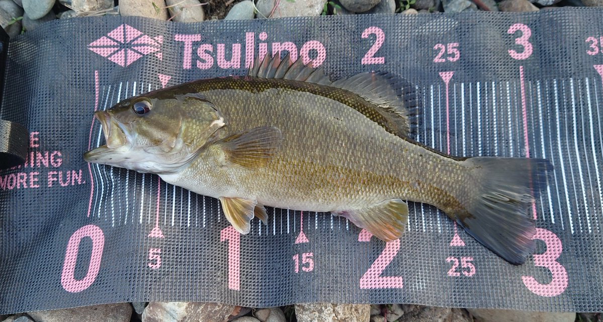 Noir(ノワール) tweet media