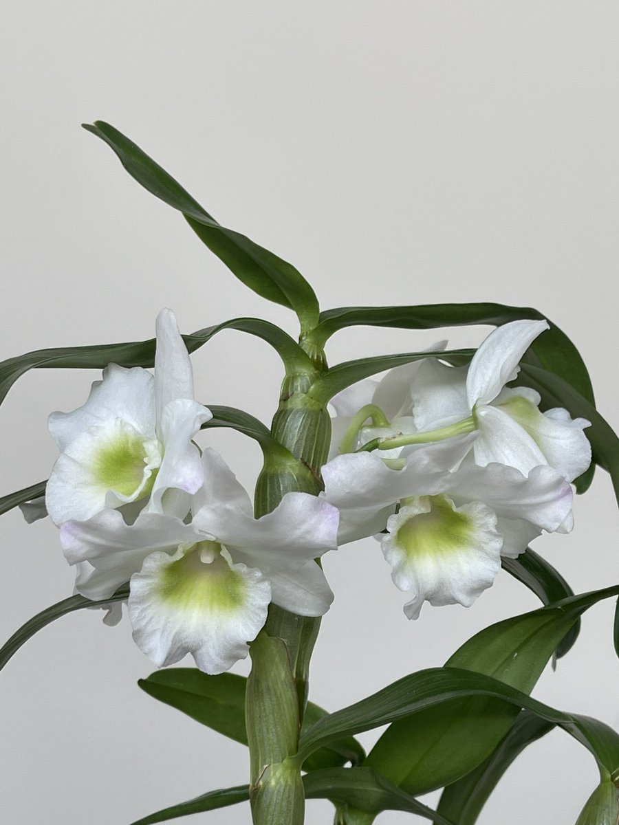 Inga Nik tweet media