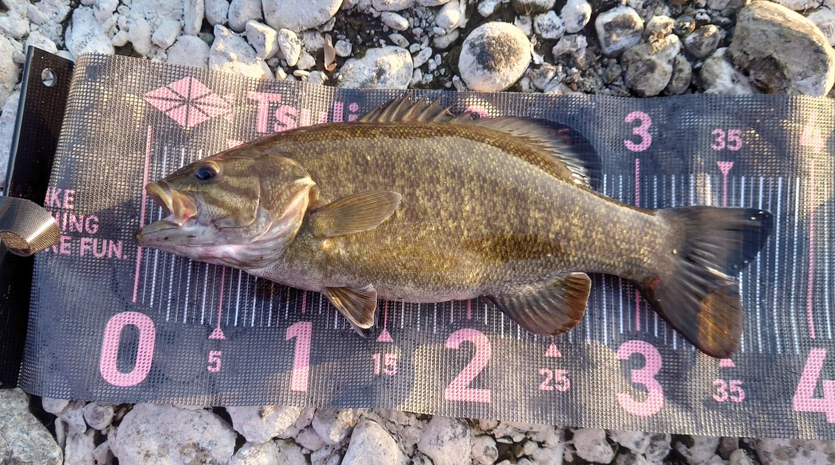 Noir(ノワール) tweet media