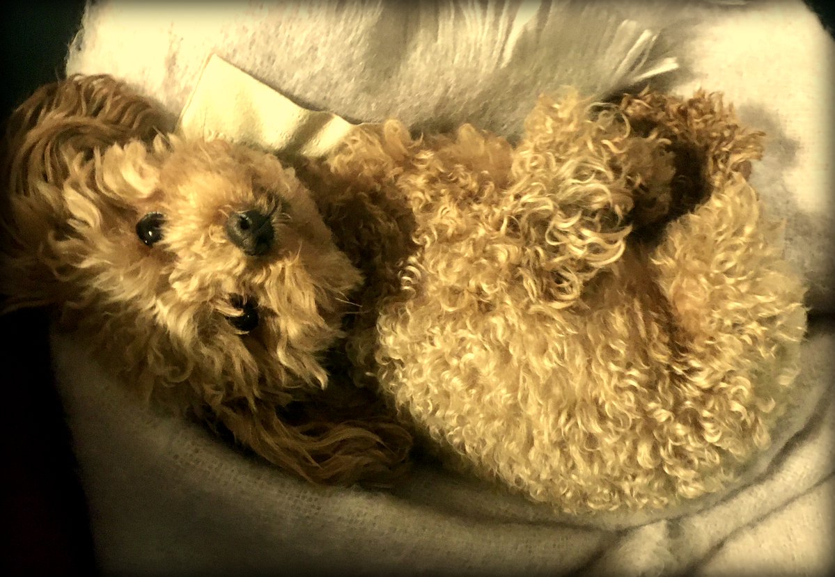 Светлячок tweet media