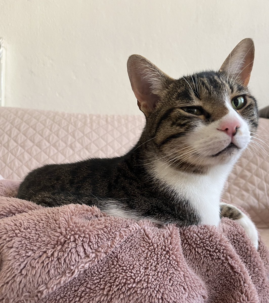 TaSTěmaKočkama tweet media