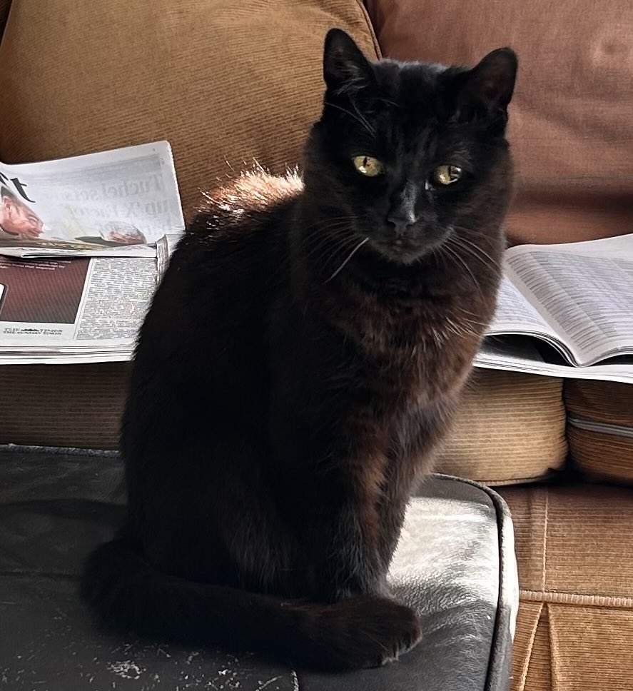 Julia Proofreader tweet media