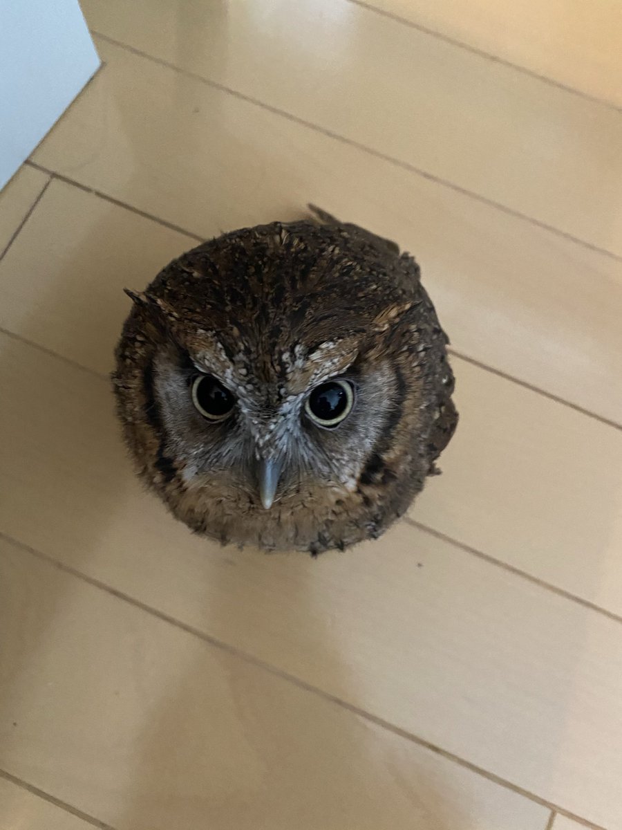 mayumint tweet media