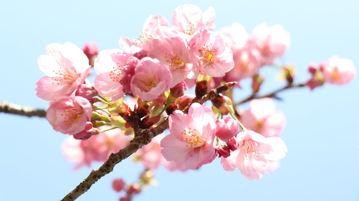 長居植物園 tweet media