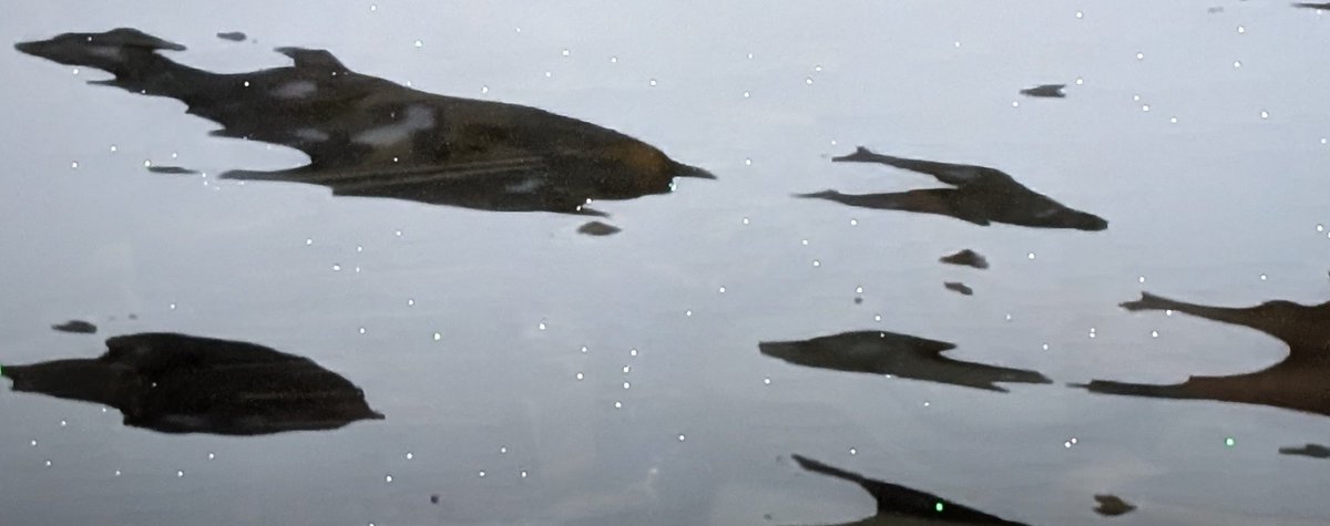 ハルハル@アニラブ女子 tweet media