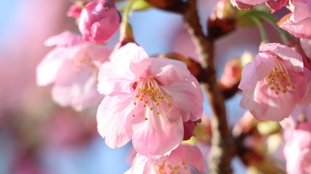 長居植物園 tweet media