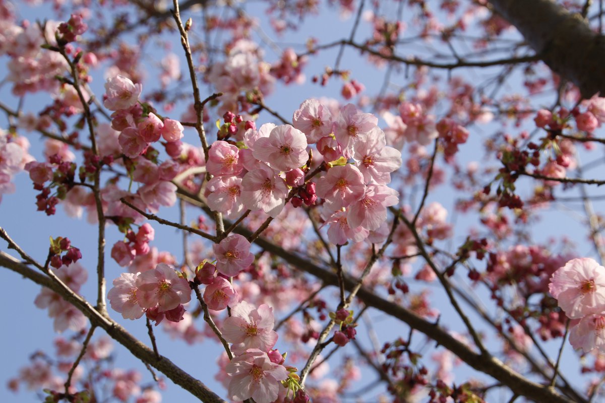 陽光桜の花は下向きに咲き、丸みのある花びら。
濃いピンク色で、とても華やかな桜です🌸

木に札を付けておらず（すみません…）少し見つけにくいのですが、シュッと上に向かって枝が伸びる樹形で、苑内に12〜13本ほどあります。

#あぐりパーク嵯峨山苑 #菜花まつり #陽光桜