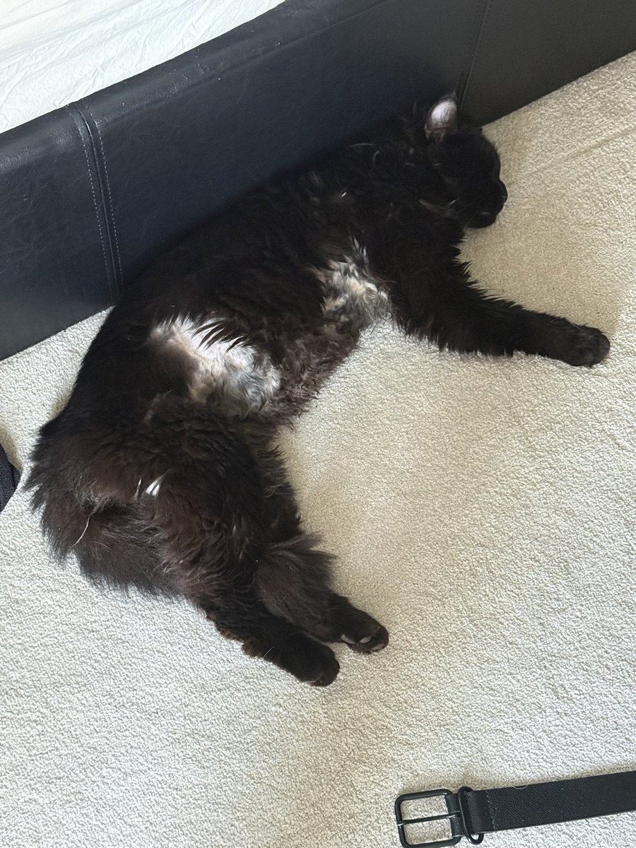 Ryan Haber tweet media