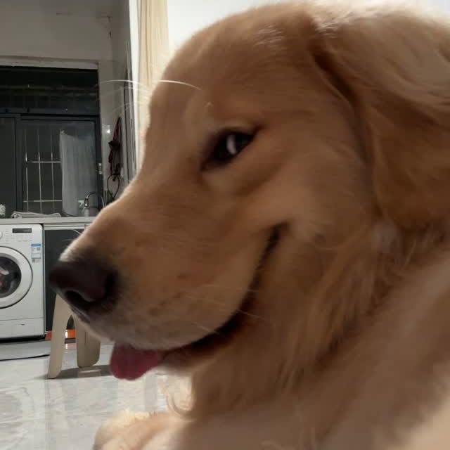 우리집보리차도둑 tweet media