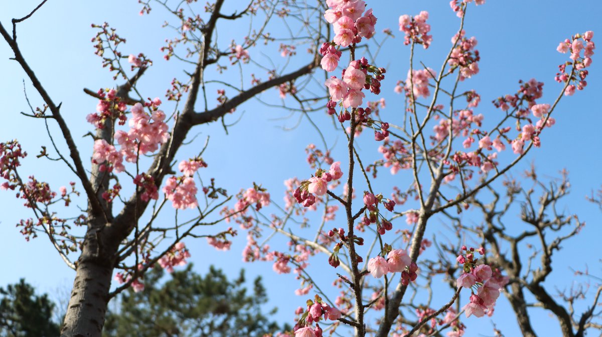 長居植物園 tweet media