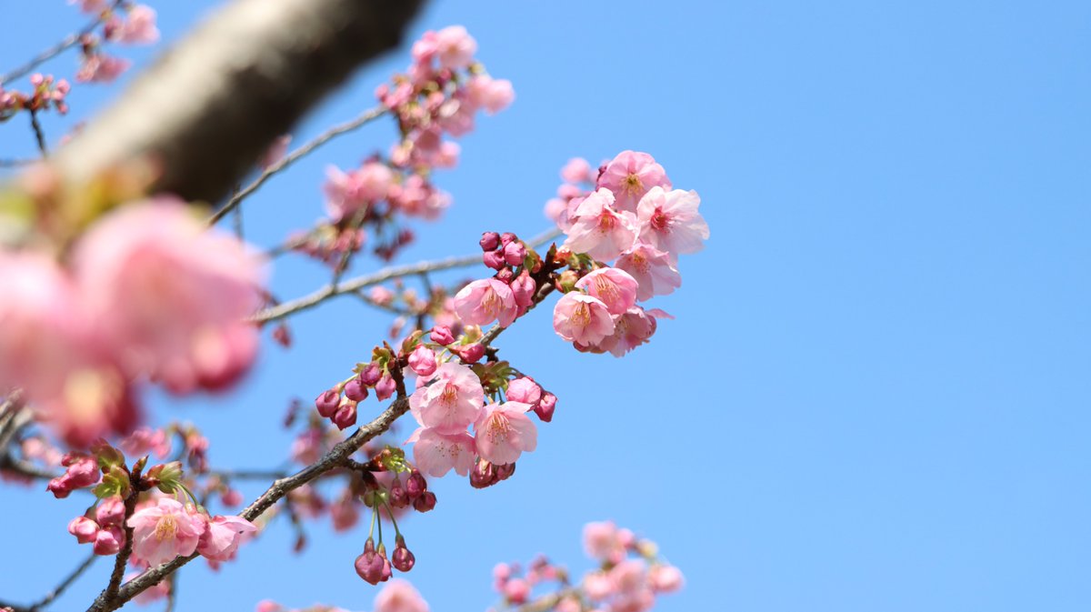 長居植物園 tweet media