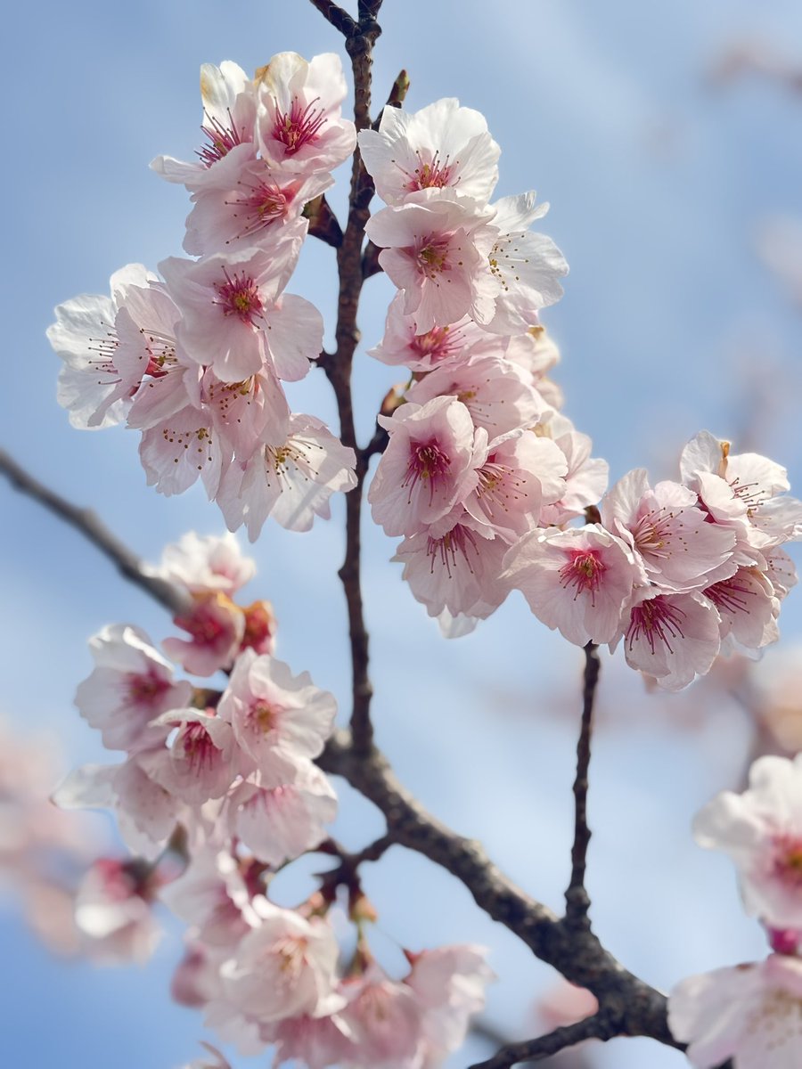 Bell🔔 tweet media