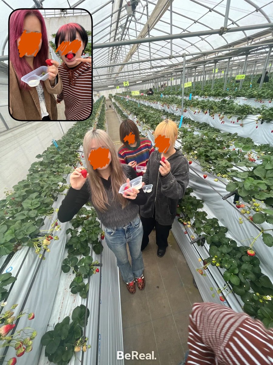 TUroller_2025's tweet photo. 今日はオフでした❗️
先日新3年生女子でお出かけに行った時の様子です🥰
いちご狩りや動物園、BBQをしました🍖
#春から東洋　#東洋大学 https://t.co/s7ZO3pYdBT