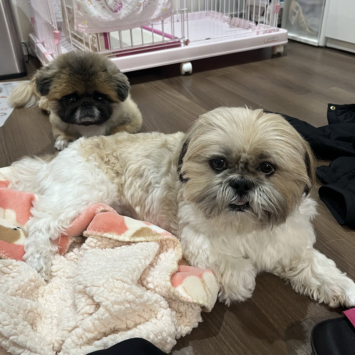 sumomuku's tweet photo. 明日早起きできるかな🥹
沢山のシーズーちゃんに会えるの楽しみ💖 https://t.co/tzsS05gK1e