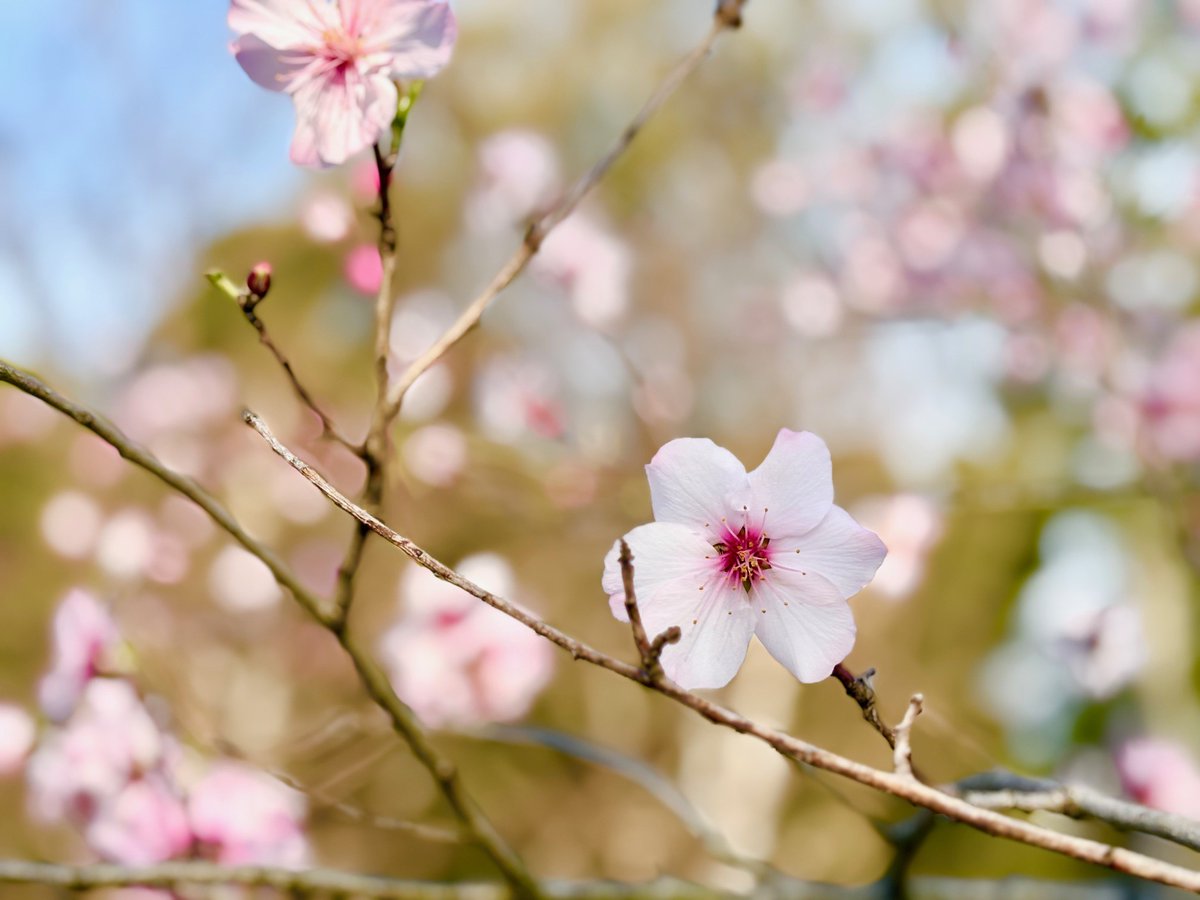 長居植物園 tweet media
