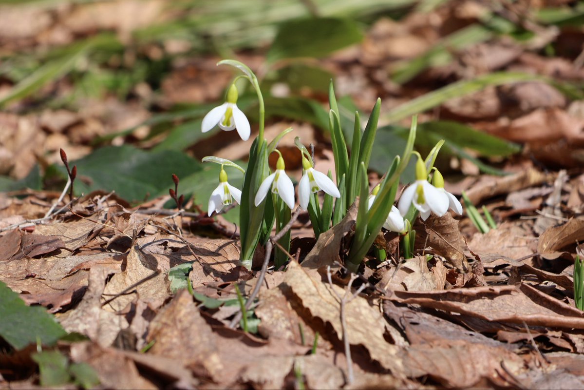国営越後丘陵公園(公式) tweet media