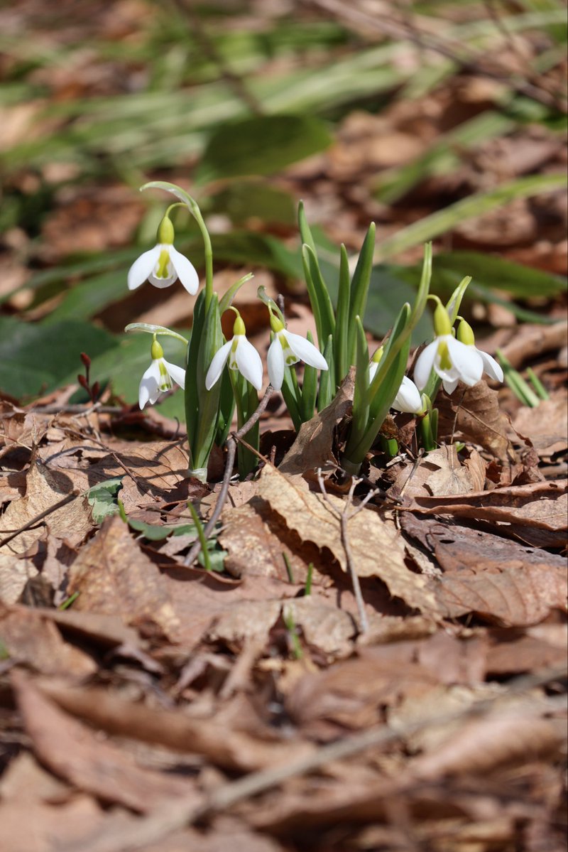 国営越後丘陵公園(公式) tweet media