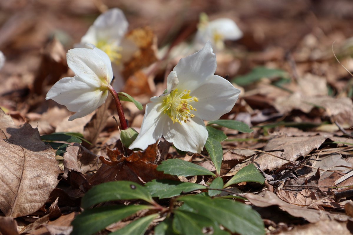 国営越後丘陵公園(公式) tweet media