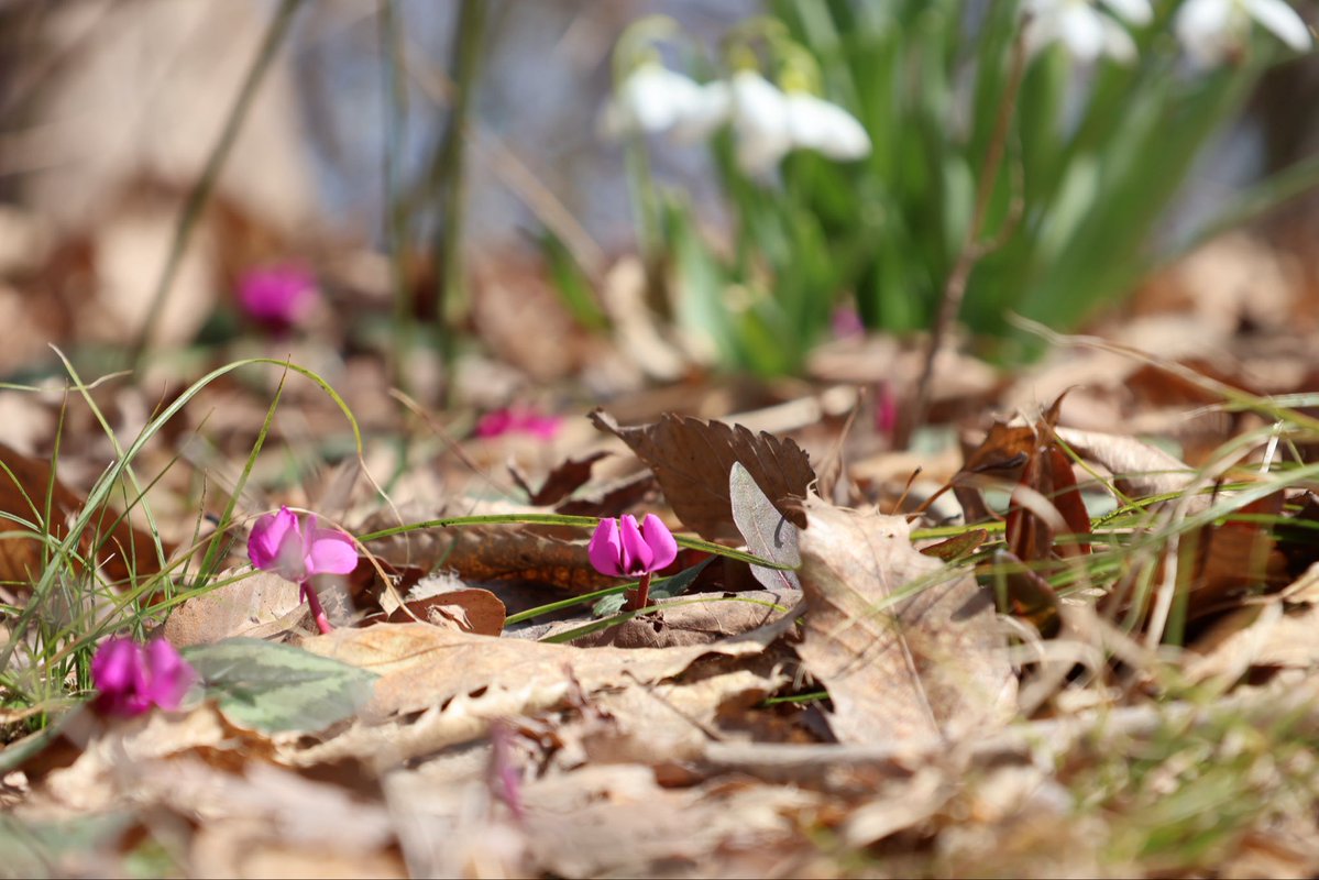 国営越後丘陵公園(公式) tweet media