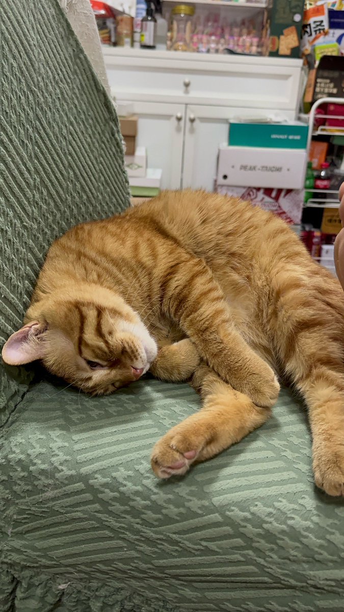 shanique mckenzie tweet media