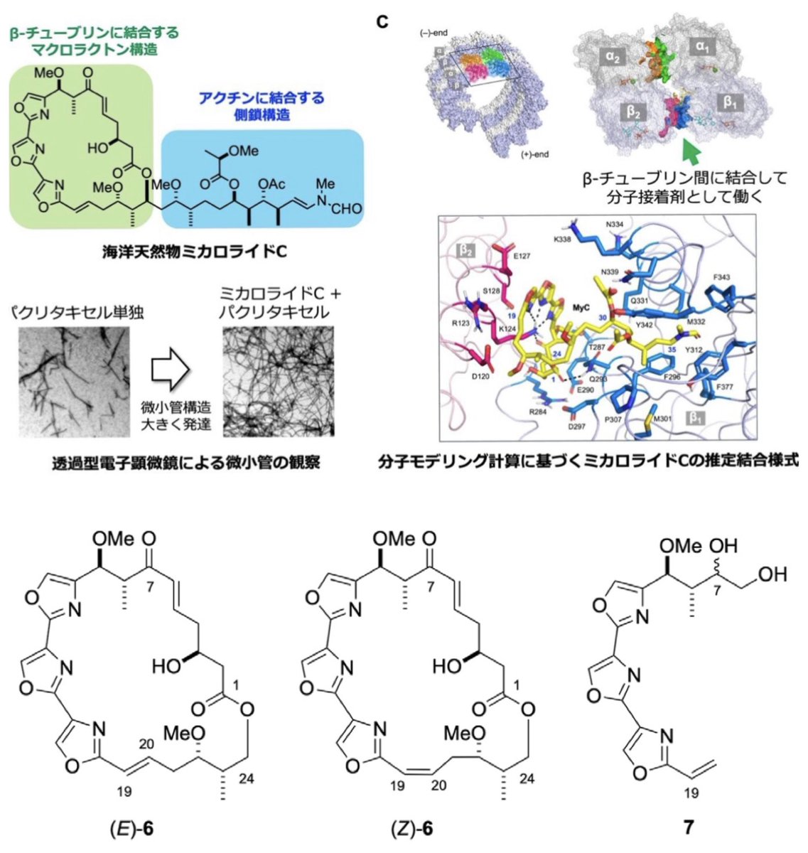 島らっきょう大好きバナナさん🍌 tweet media