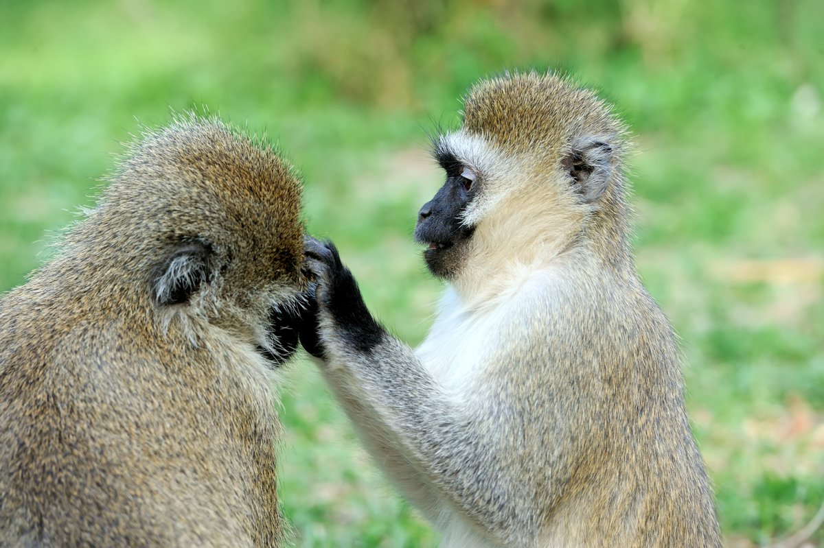 Mantis Akagera Game Lodge tweet media