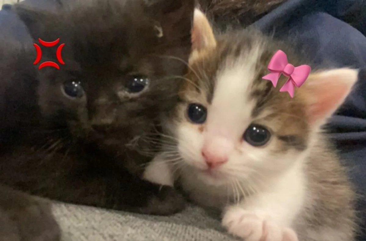 daily cats ♡ tweet media