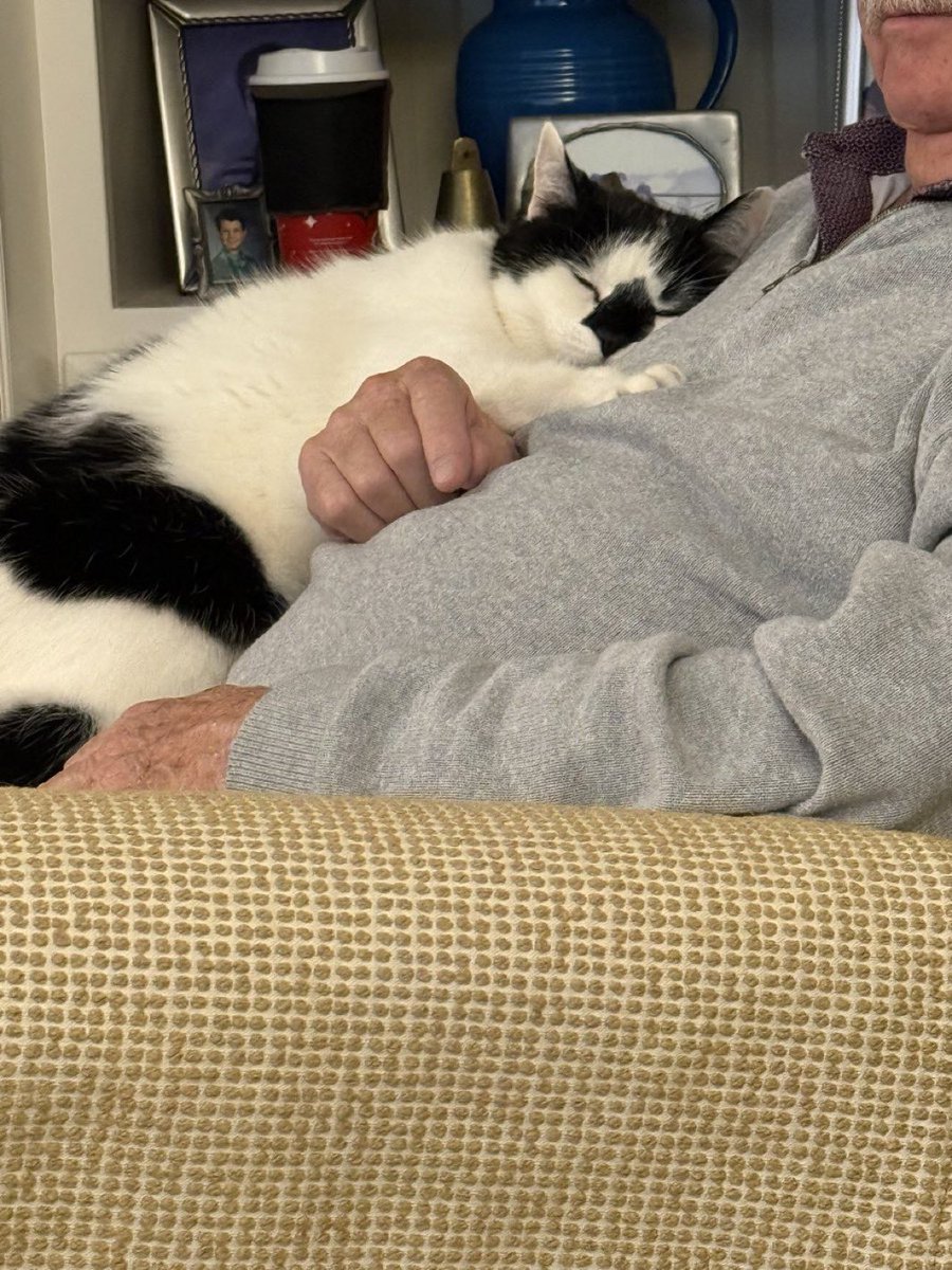 癒しの動物 tweet media