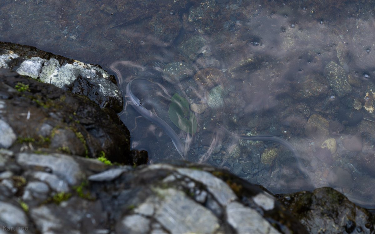 カルクウ tweet media