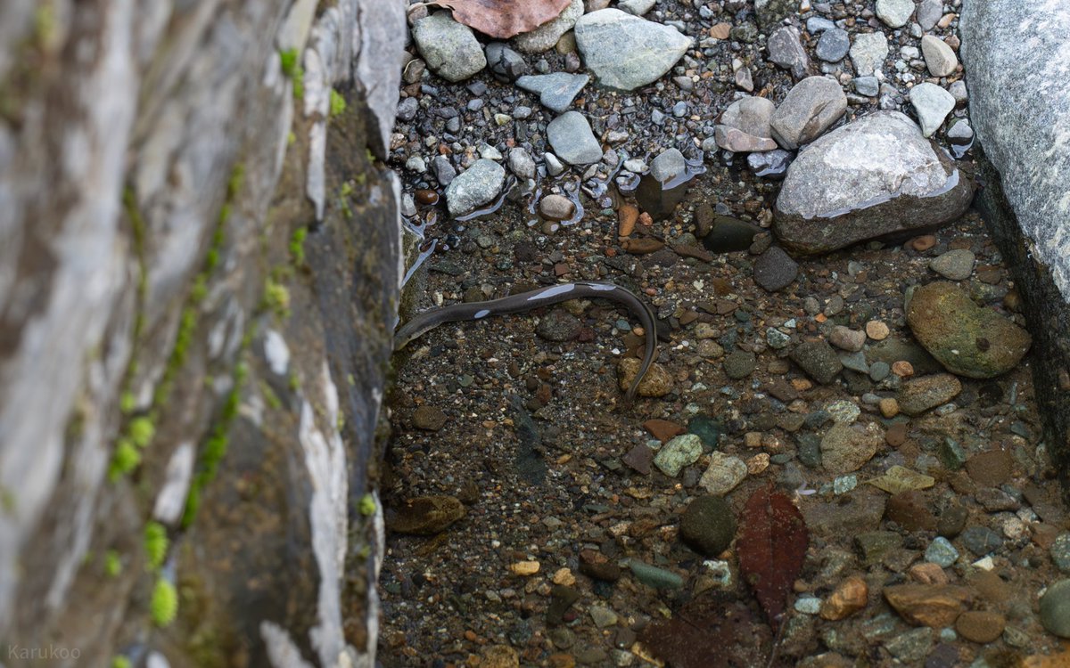 カルクウ tweet media