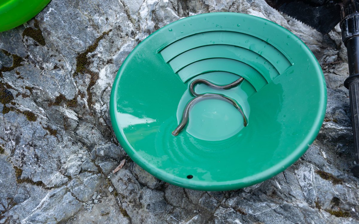 カルクウ tweet media