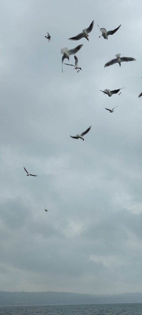 jonathan livingston slm