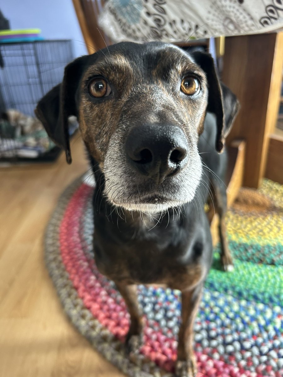 Lucky and Angel Zenith 🌈 tweet media