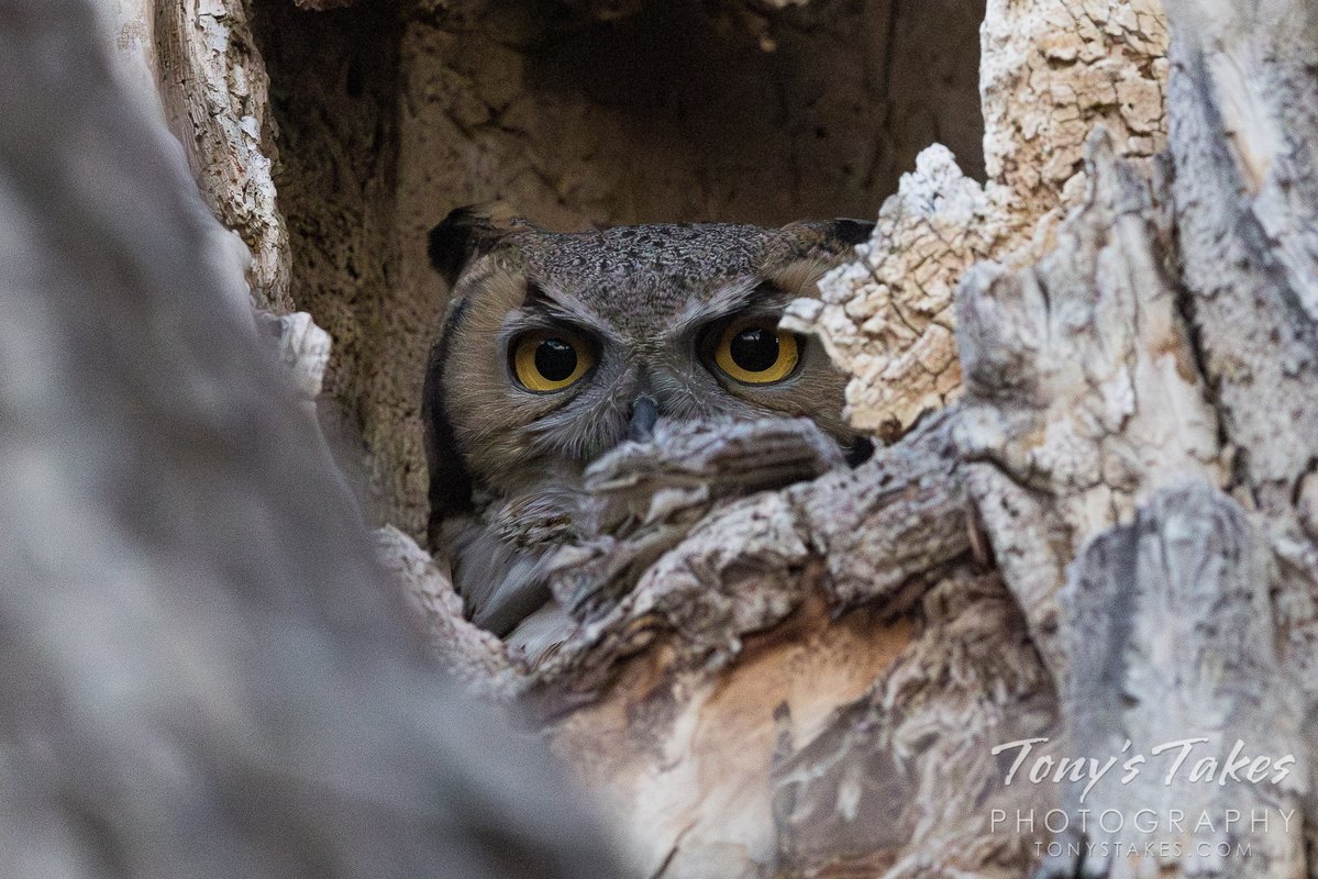 Tony's Takes tweet media