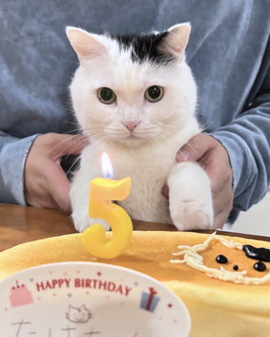 まつもとたける tweet media