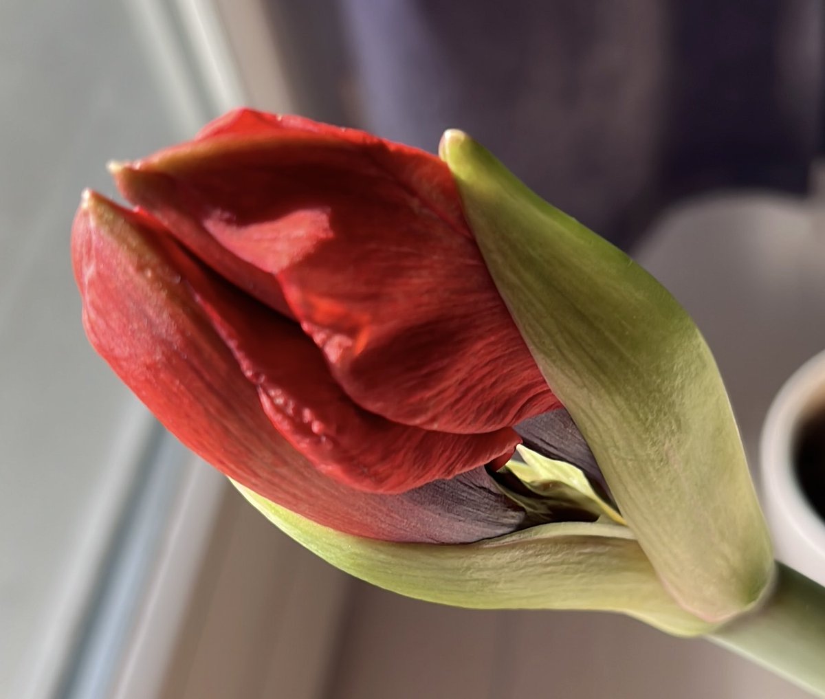 KarinMayerhofer's tweet image. Blume des Tages 🌺

#indoor #Amaryllis #MayHappiness