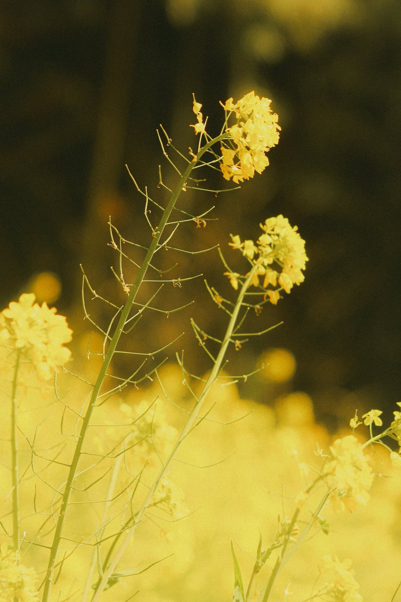 ☻紫苑☻ tweet media