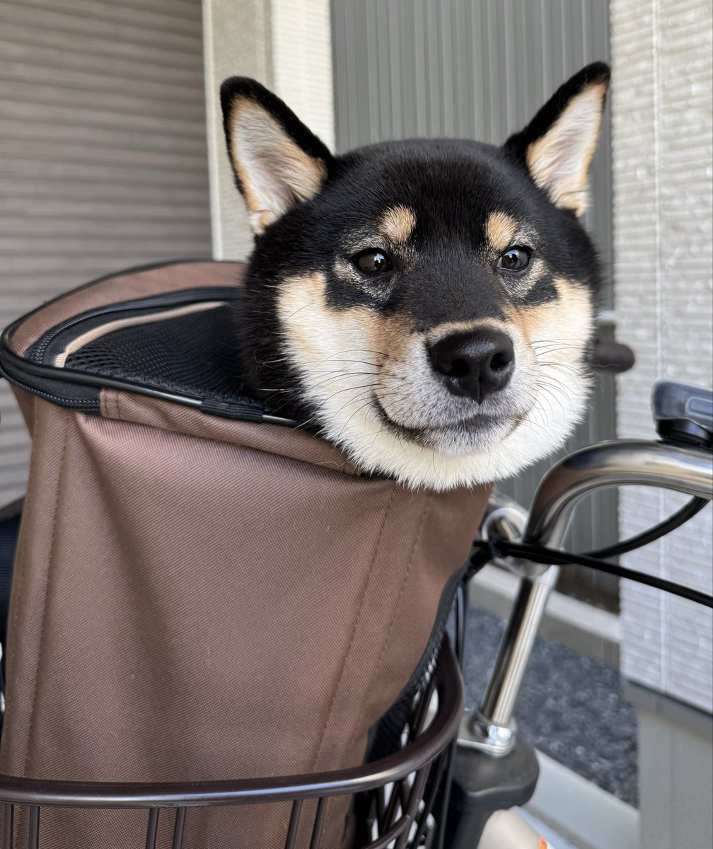 柴犬おこげ tweet media