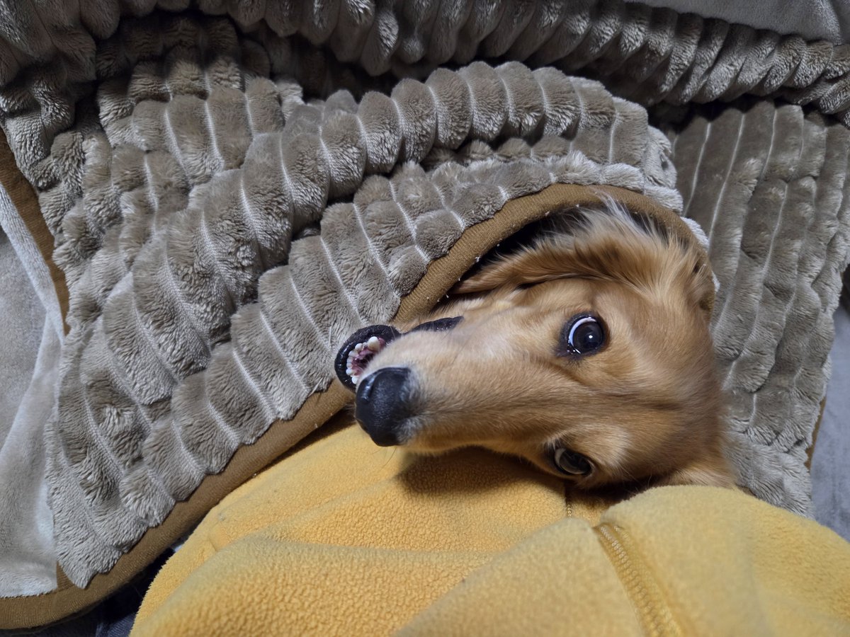 リ～くん歩くよ～…ﾄﾎﾞﾄﾎﾞ tweet media