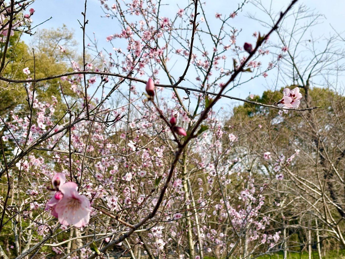 長居植物園 tweet media