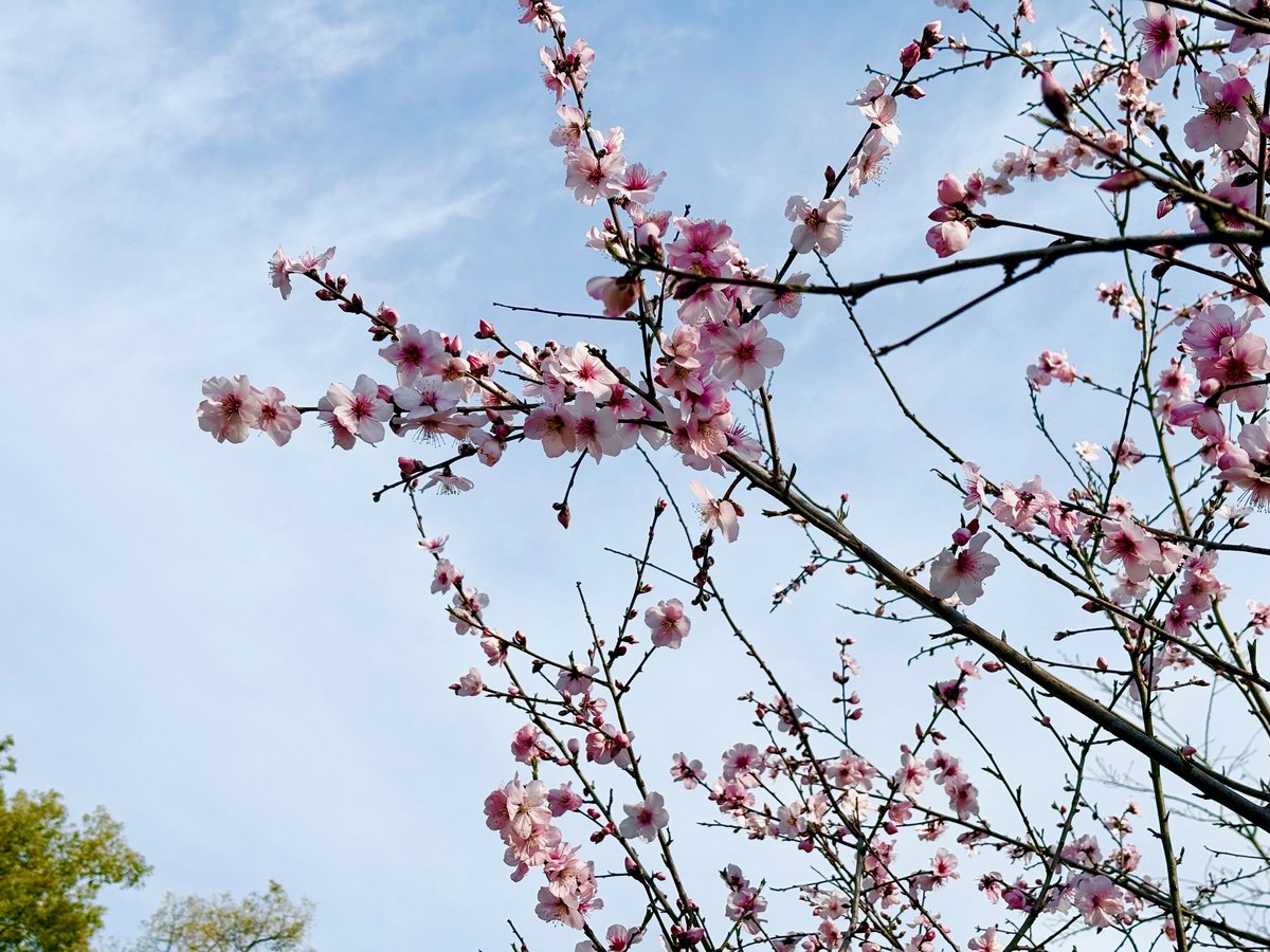 長居植物園 tweet media