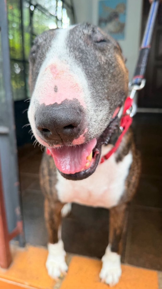 Gustavo Melão tweet media