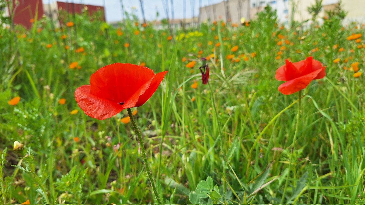 Driss Ben tweet media