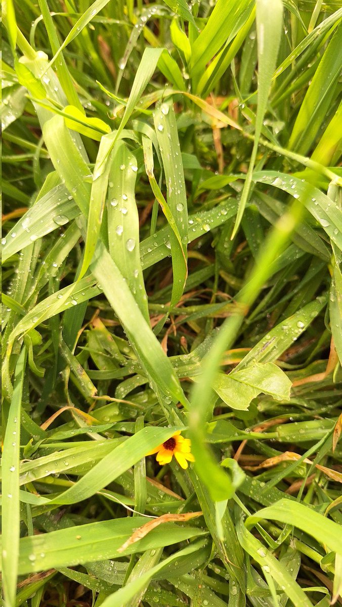 Driss Ben tweet media