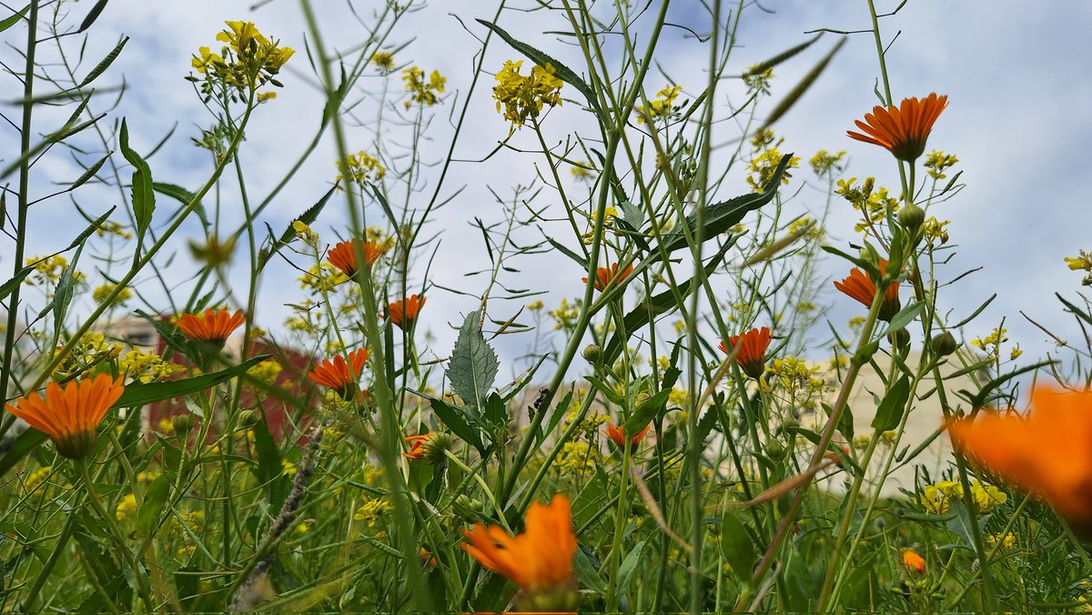 Driss Ben tweet media