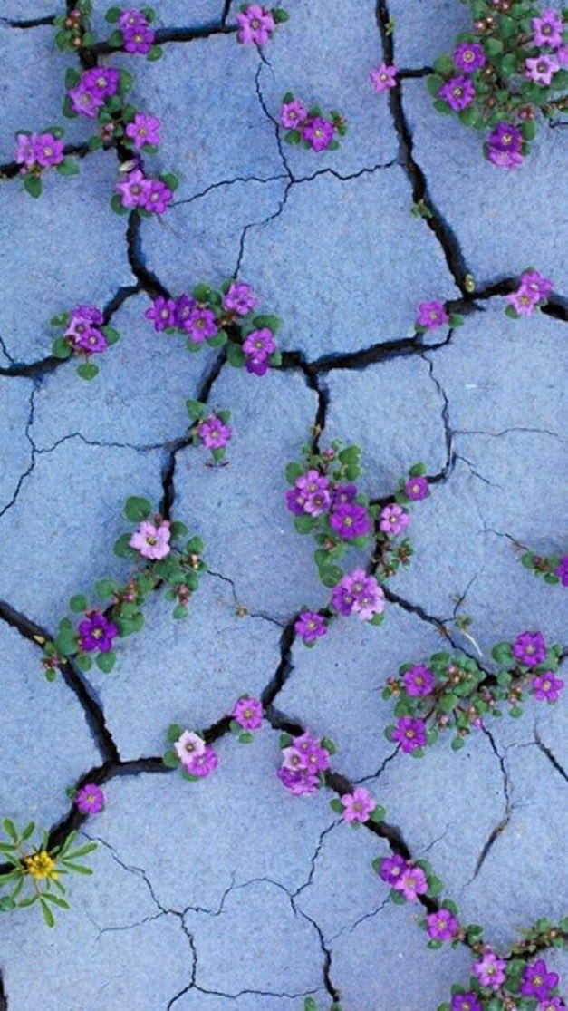 Şili’nin, Atamaca Çölü'nde sonbaharda açan "Desiorto Florido" çiçeğinden ilham aldığı Dünya Kupası forması.