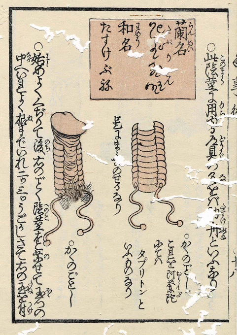 『陰陽淫蕩の巻』という江戸後期の書物に、「男根の勃ちが悪くて治したい、予算はある」という男性向けの道具が紹介されている。

蘭名は「タプリトン」、和名は「助け舟」と呼ばれる性具💡

まさにセックスの助け舟的な存在の性具。 