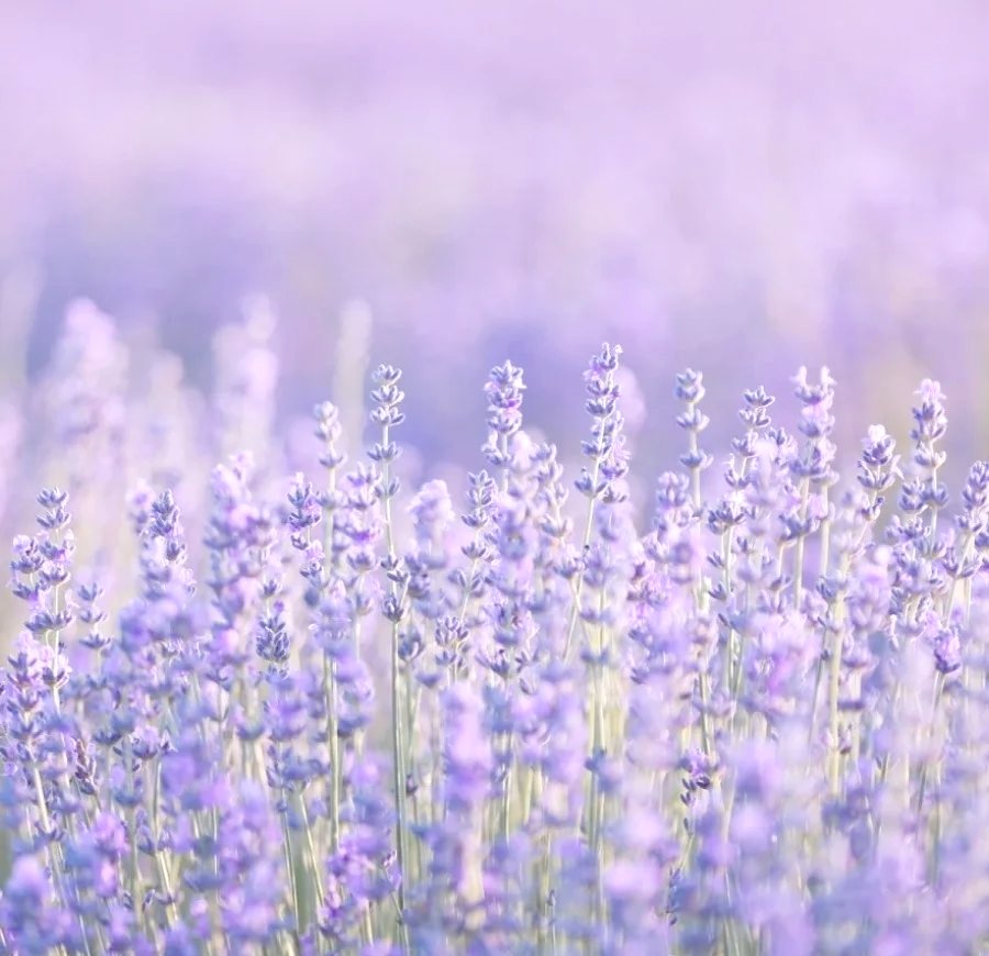 taylor stubblefield tweet media